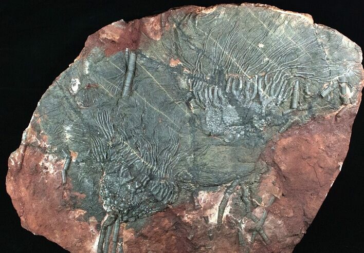 x Scyphocrinites Crinoid Plate - Morocco #13259